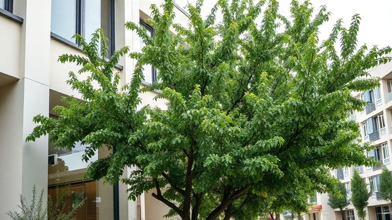 Rochester Hills Tree Trimming Services guide